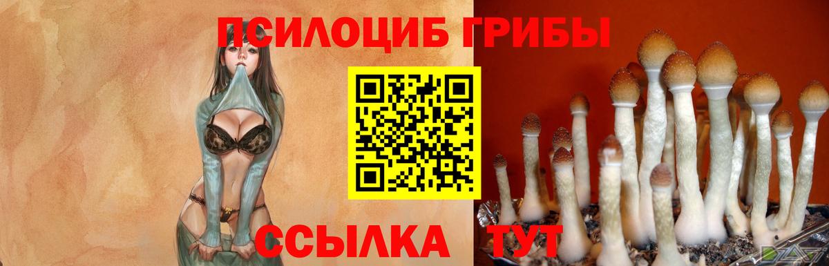 Псилоцибиновые грибы Psilocybe  Вход с VPN  где найти наркотики  Маркс  Галлюциногенные грибы MAGIC MUSHROOMS 